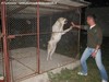 Un veterninario molto appassionato di cani con forte caratere